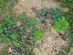 Euphorbia helioscopia