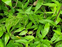 Ichnanthus pallens