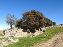 Juniperus oxycedrus