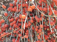 Ephedra procera