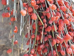 Ephedra procera