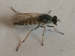 Acrosathe annulata