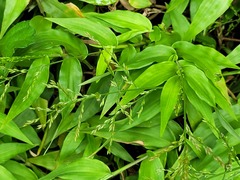 Ichnanthus pallens