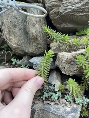 Petrosedum rupestre