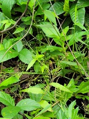 Panicum millegrana