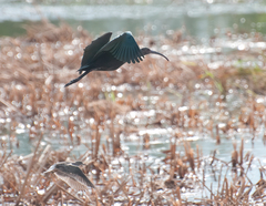 Plegadis falcinellus