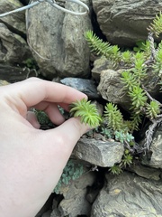 Petrosedum rupestre