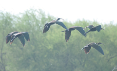 Plegadis falcinellus