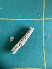 Pectinariidae