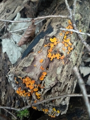 Calycina