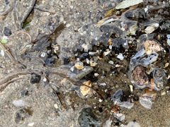 Pectinariidae