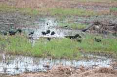 Plegadis falcinellus