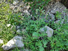 Echinops orientalis