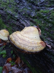 Fomes fomentarius