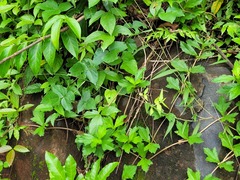 Panicum millegrana