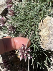 Trifolium dasyphyllum