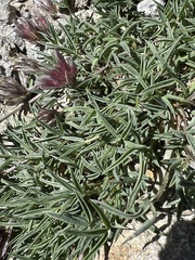 Trifolium dasyphyllum