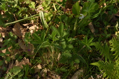 Potentilla recta laciniosa