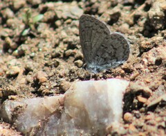 Celastrina