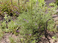 Lupinus truncatus
