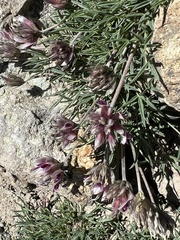 Trifolium dasyphyllum
