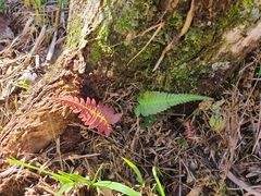 Blechnum occidentale