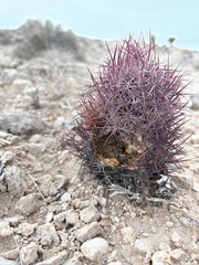 Echinomastus johnsonii