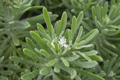 Tournefortia gnaphalodes