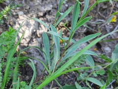 Linum mucronatum armenum