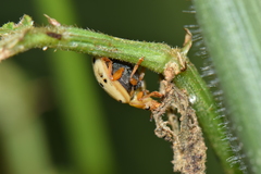 Epilachna varivestis