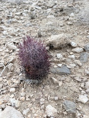 Echinomastus johnsonii