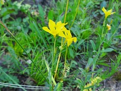 Linum mucronatum armenum