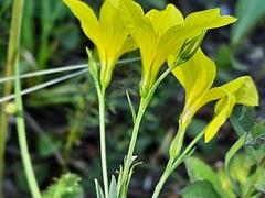 Linum mucronatum armenum