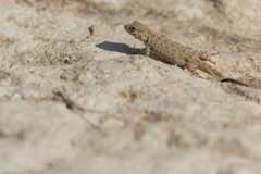 Pristurus
