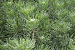 Tournefortia gnaphalodes