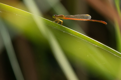 Ceriagrion glabrum
