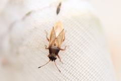 Cymus melanocephalus