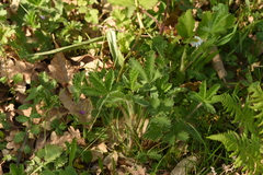 Potentilla recta laciniosa