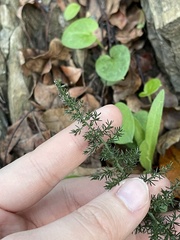 Asparagus acutifolius