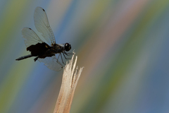 Rhyothemis semihyalina