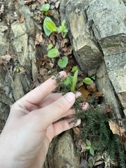 Asparagus acutifolius