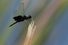 Rhyothemis semihyalina
