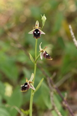 Ophrys reinholdii