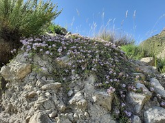 Thymus daghestanicus
