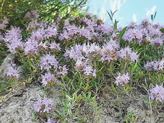 Thymus daghestanicus