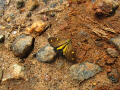 Phaeochlaena lampra