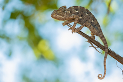 Chamaeleo arabicus