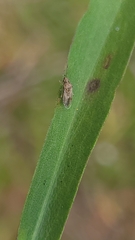 Nysius