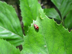 Omophoita sexnotata