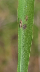 Nysius